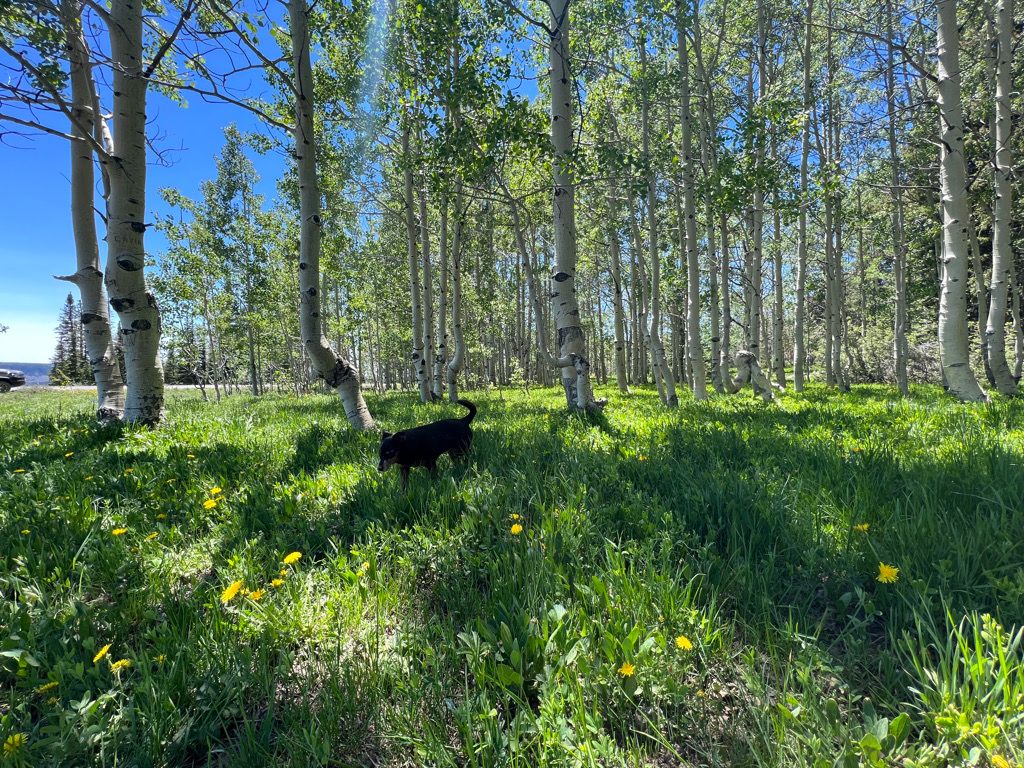 An aspen grove